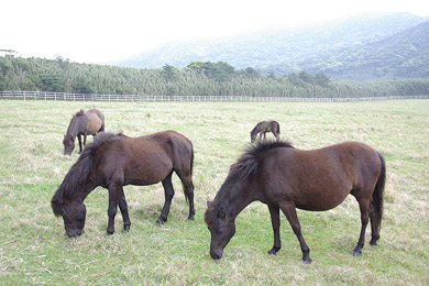 tokara-pony